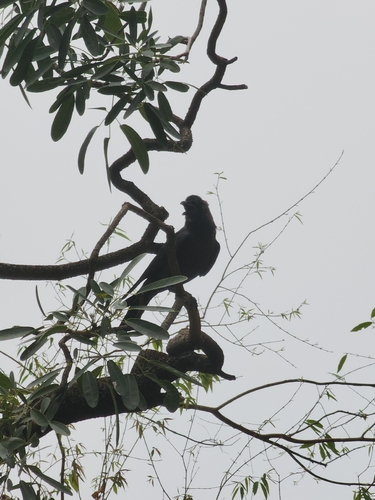 House Crow