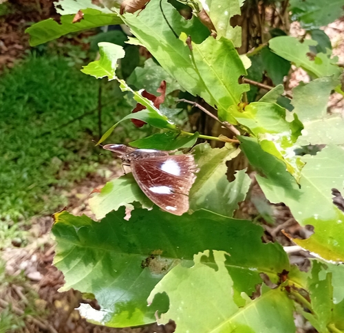 Great Eggfly