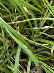 Carex texensis