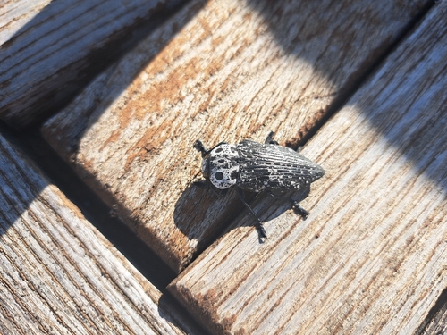Capnodis cariosa