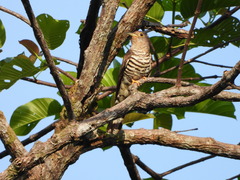 Cuculus micropterus