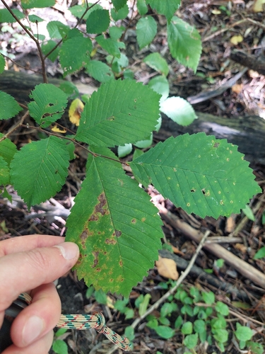 Ulmus glabra, photograph 6