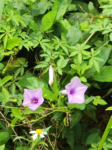 Mile-a-minute vine