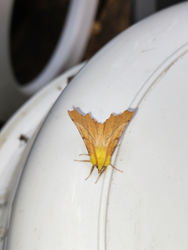 Canary-shouldered Thorn