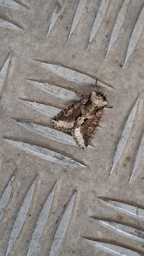 Green-brindled Crescent
