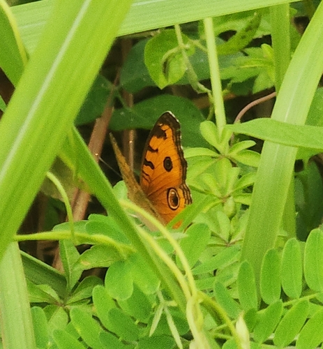Peacock Pansy