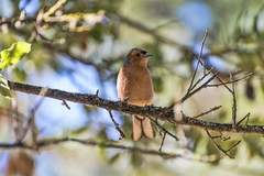 Fringilla coelebs