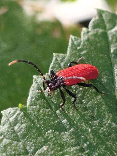 Platycis minutus