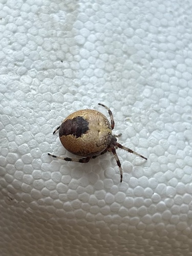 Marbled Orbweaver