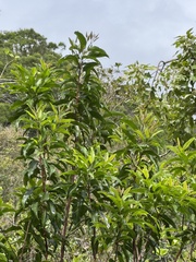 Santalum freycinetianum, photograph (c) Brynn Fricke, some rights reserved (CC BY)