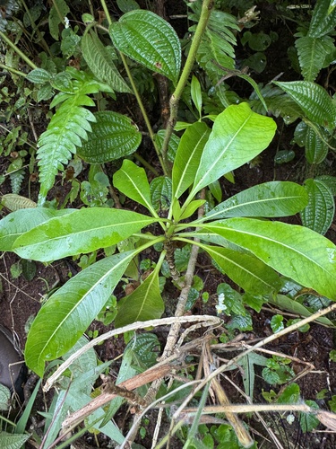 Rauvolfia sandwicensis, 2026-09-16