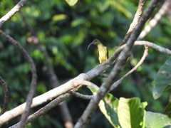 Arachnothera robusta