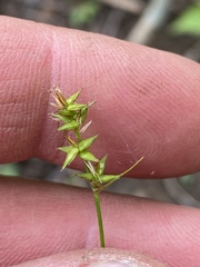 Carex texensis