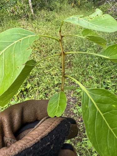 Sapindus oahuensis observed 2026-09-16