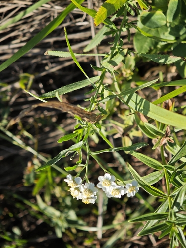 Achillea salicifolia, photograph 6