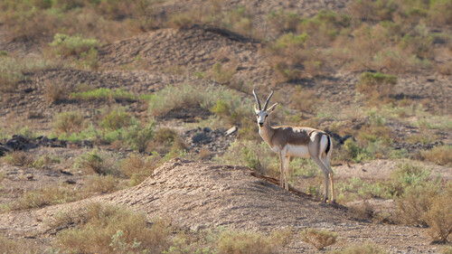 Goitered Gazelle