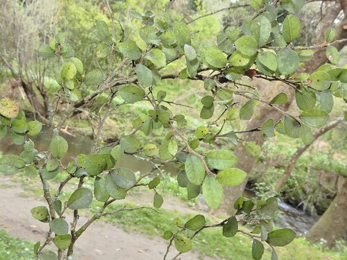 Paratrophis microphylla, photograph 6
