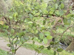 Paratrophis microphylla, photograph (c) Grey Smith, some rights reserved (CC BY)