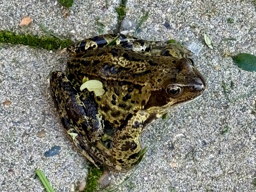 European Common Frog