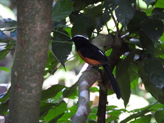 Copsychus stricklandii stricklandii