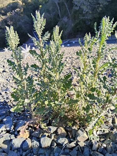 Senecio glomeratus, photograph 5