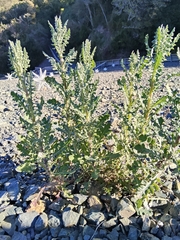 (c) John Barkla, some rights reserved (CC BY) Senecio glomeratus, photograph (c) John Barkla, some rights reserved (CC BY)