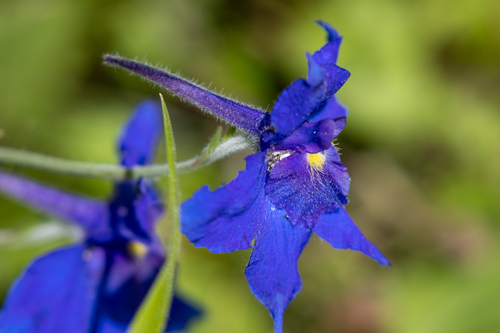 Delphinium grandiflorum, photograph 1