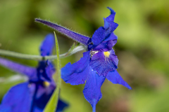 Delphinium grandiflorum, photograph (c) 夏仲归, some rights reserved (CC BY)