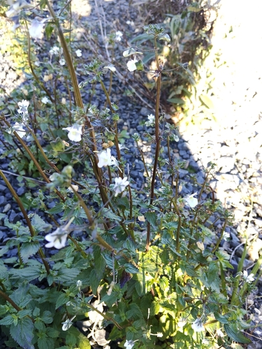 Nemesia floribunda