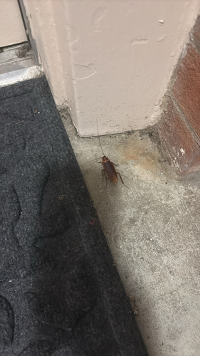 American Cockroach