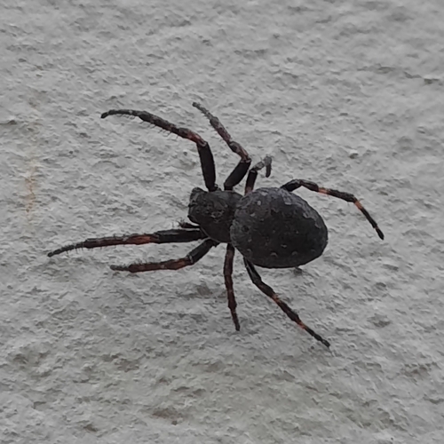 Walnut Orbweaver