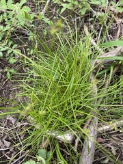 Carex texensis