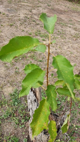 wild cherry