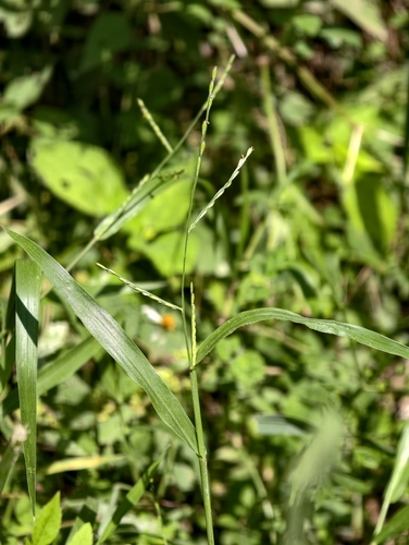 Urochloa subquadripara observed 2026-09-17