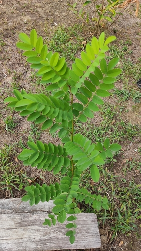 black locust