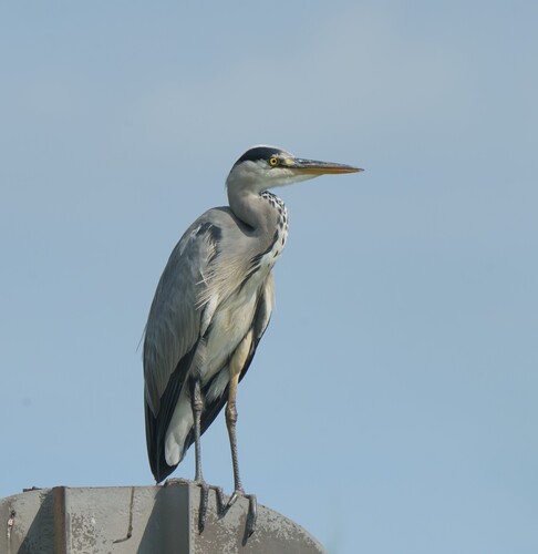 Grey Heron