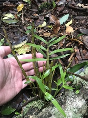 author not stated, no rights reserved Dendrobium moniliforme, photograph author not stated, no rights reserved