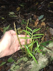 author not stated, no rights reserved Dendrobium moniliforme, photograph author not stated, no rights reserved