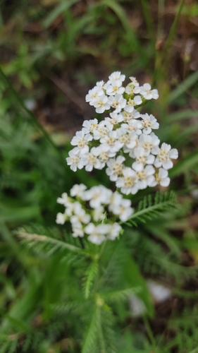 common yarrow