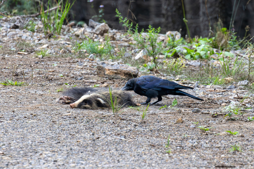 Northern Hog Badger