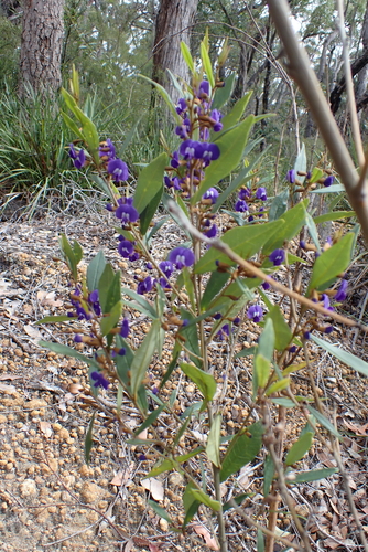 Hovea elliptica, photograph 4