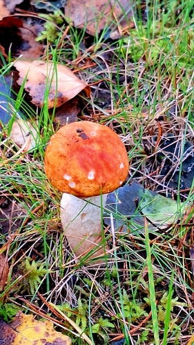 Leccinum leucopodium