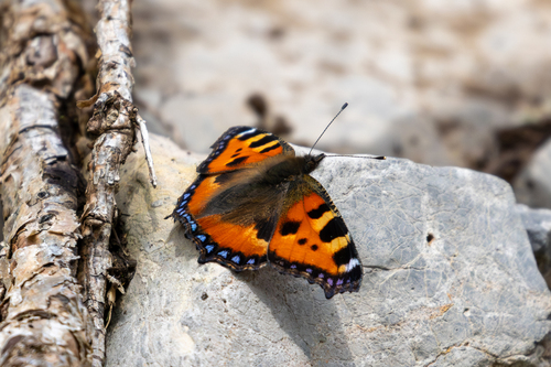 Small Tortoiseshell