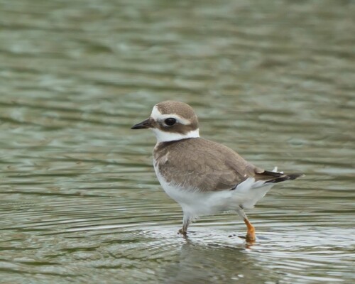 Common Ringed Plover