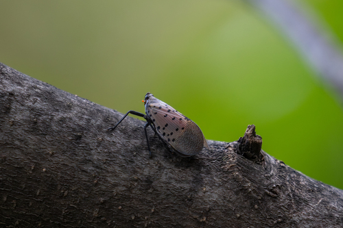 Spotted Lanternfly