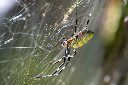 Joro Spider