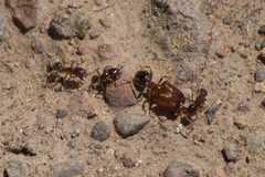 Pheidole californica