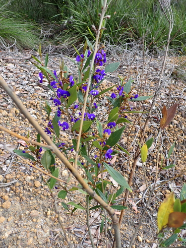 Hovea elliptica, photograph 5
