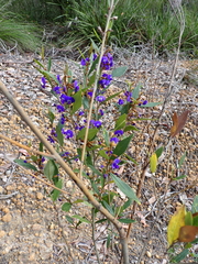 (c) Em Lamond, some rights reserved (CC BY) Hovea elliptica, photograph (c) Em Lamond, some rights reserved (CC BY)