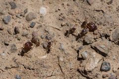 Pheidole californica